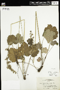 Heuchera richardsonii image