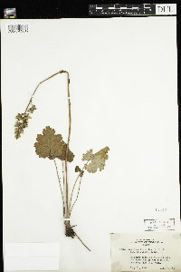 Heuchera richardsonii image
