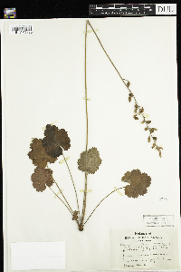 Heuchera richardsonii image