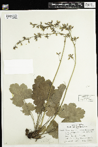 Heuchera richardsonii image