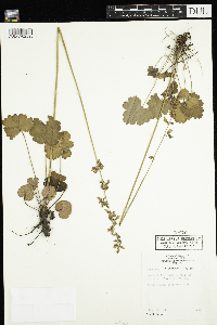 Heuchera richardsonii image