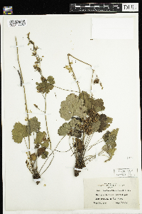 Heuchera richardsonii image