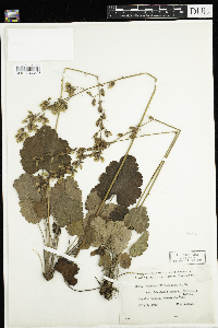 Heuchera richardsonii image