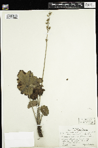 Heuchera richardsonii image