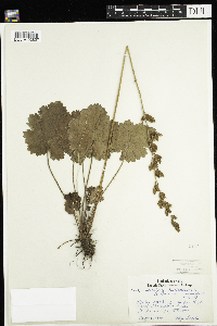Heuchera richardsonii image