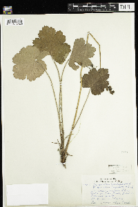 Heuchera richardsonii image