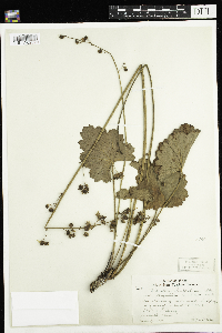 Heuchera richardsonii image