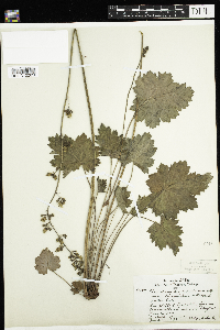 Heuchera richardsonii image