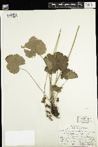 Heuchera richardsonii var. richardsonii image