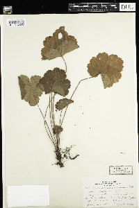Heuchera richardsonii var. richardsonii image