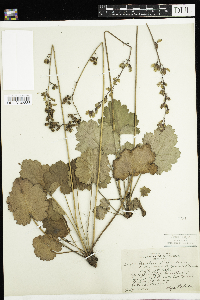Heuchera richardsonii image