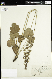 Heuchera richardsonii image