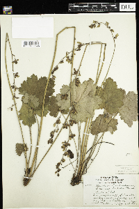 Heuchera richardsonii image