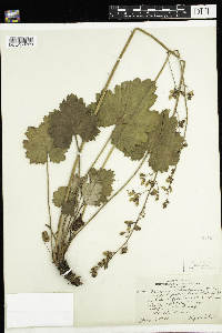 Heuchera richardsonii image