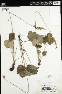 Heuchera richardsonii image
