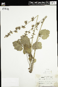 Heuchera richardsonii image