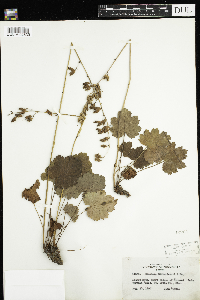 Heuchera richardsonii image