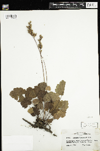 Heuchera richardsonii image