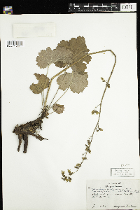 Heuchera richardsonii image