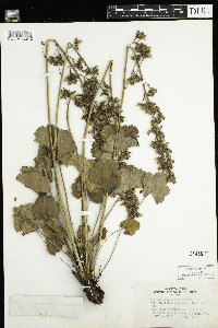 Heuchera richardsonii image