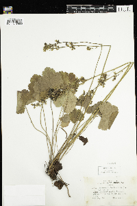 Heuchera richardsonii var. richardsonii image