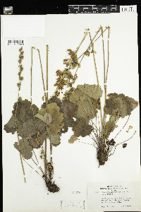 Heuchera richardsonii var. richardsonii image