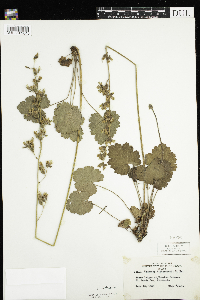 Heuchera richardsonii image