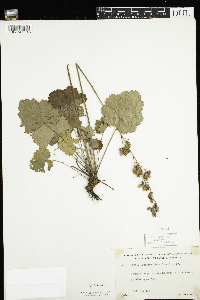 Heuchera richardsonii image