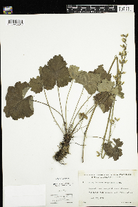 Heuchera richardsonii image