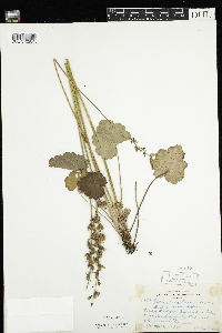 Heuchera richardsonii var. richardsonii image