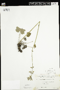 Heuchera richardsonii image