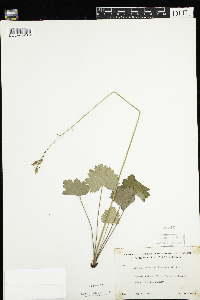 Heuchera richardsonii image