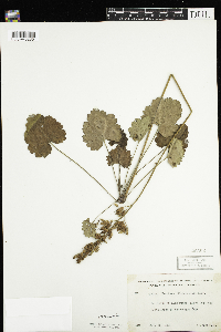 Heuchera richardsonii image