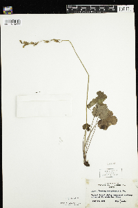 Heuchera richardsonii image