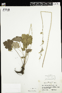 Heuchera richardsonii image