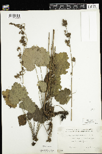Heuchera richardsonii image