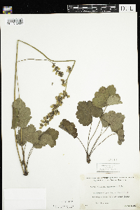 Heuchera richardsonii image