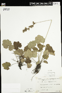 Heuchera richardsonii image