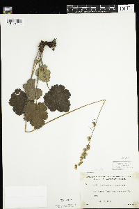 Heuchera richardsonii image