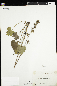 Heuchera richardsonii image