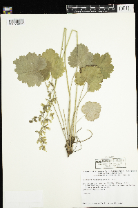 Heuchera richardsonii image