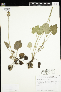 Heuchera richardsonii image