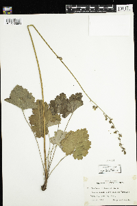 Heuchera richardsonii image