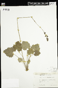 Heuchera richardsonii image