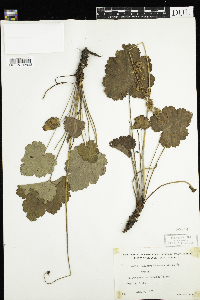 Pontederia cordata image