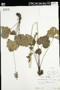 Heuchera richardsonii image