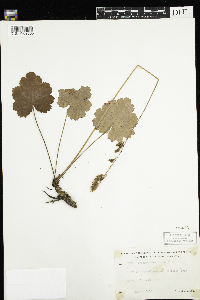 Heuchera richardsonii image