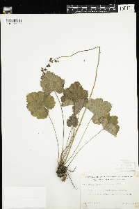 Heuchera richardsonii image