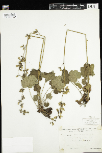 Heuchera richardsonii image