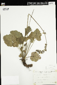 Heuchera richardsonii image